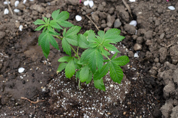 Young plant of cannabis growing in earth.