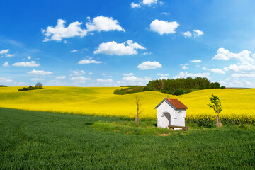 Beautiful spring landscape with rape field and blue sky