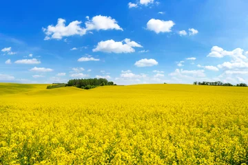 Gordijnen Beautiful spring landscape with rape field and blue sky © Piotr Krzeslak
