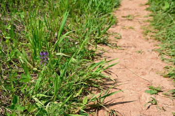lonely flower in grass near footpath in the mountains in sunny day