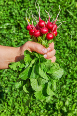Organic Horse Radish Vegetables harvest in the farmers hand. Farmers Hand with freshly harvested radish vegetables. Gardening and farming.