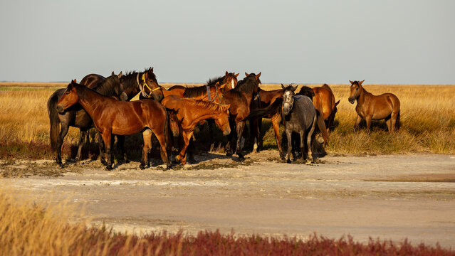 A herd of horses in the steppes of Ukraine. The Kinburn spit
