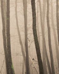 trees and fog