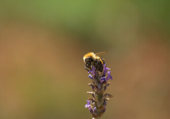 Abeille butinant une fleur de lavande