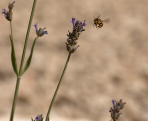 Abeille volant vers une fleur de lavande