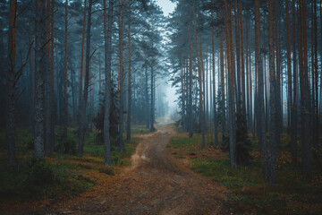 path in the woods