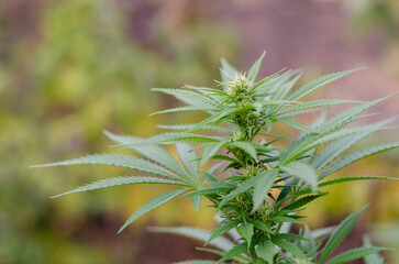 beautiful blooming of marijuana plant flowers in autumn