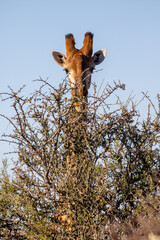 Giraffe on a game farm, South Africa