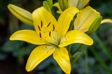 Beautiful photos of garden flowers. Yellow lilies. Close up.
