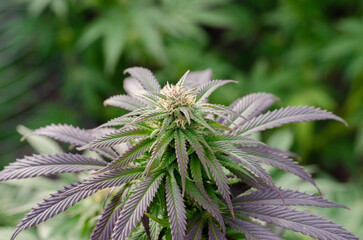 beautiful blooming of marijuana plant flowers in autumn