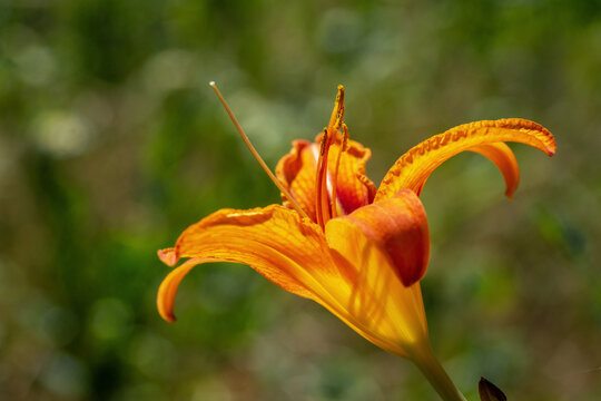 Beautiful photos of garden flowers. Orange lilies. Close up.