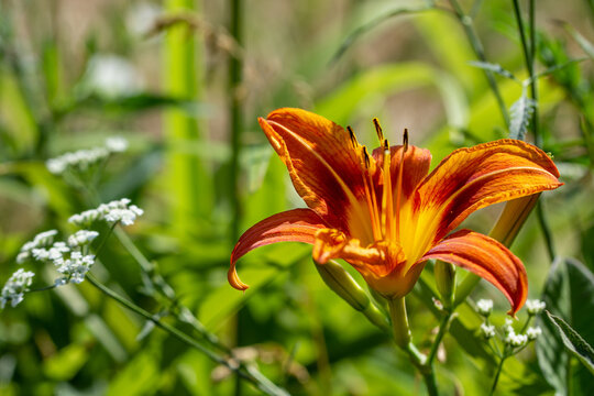 Beautiful photos of garden flowers. Orange lilies. Close up.