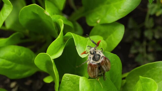 Cockchafer, Maybug or Doodlebug. Spring beetle in the garden. Maybug pest crawls on young green spinach