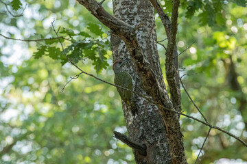 Fototapeta premium green woodpecker