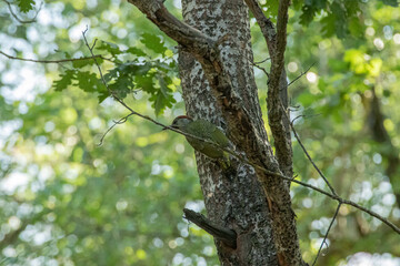 green woodpecker