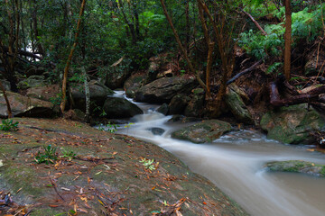 Water flowing into the creek in the forest.