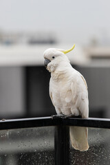 A white cockatoo in the fence. © AlexandraDaryl