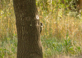 green woodpecker