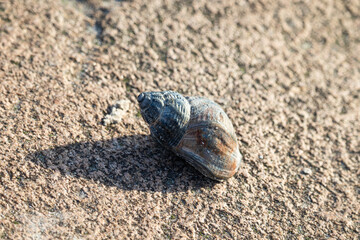 shell on the beach