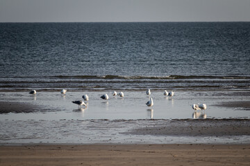 Möwen am Strand