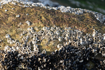 Seepocken auf Felsen am Meer © AMK