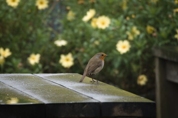 Robin on a table in front of flowers