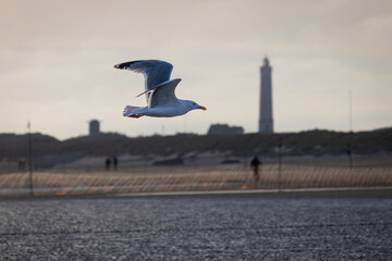 seagull flying seaside with lighthouse