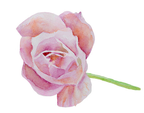 Image of beautiful hand-drawn watercolor rose icon material.
