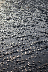 mud flat at low tide (wet sand)