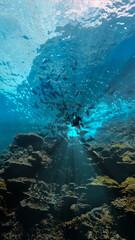Underwater photography art of a school of fish at the surface in beautiful light. From a scuba dive in Thailand.