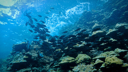 Underwater photography art of a school of fish at the surface in beautiful light. From a scuba dive in Thailand.