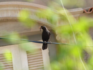 bird on a fence