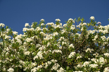 Nerium oleander flower swaying in the wind. Nerium flower blooming at summer. Flowering tree of...