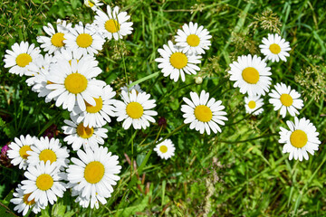 Fototapeta premium beautiful daisies in the meadow 