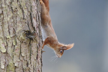 Eichhörnchen klettert mit aufgestellten Ohren einen Baum herunter