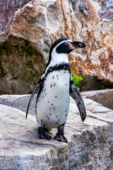 Naklejka premium Humboldt penguin (Spheniscus humboldti) is a medium-sized penguin from South America