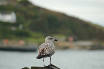Seagull in front of a bay