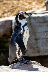 Obraz premium Humboldt penguin (Spheniscus humboldti) is a medium-sized penguin from South America