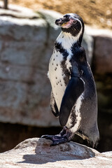 Obraz premium Humboldt penguin (Spheniscus humboldti) is a medium-sized penguin from South America