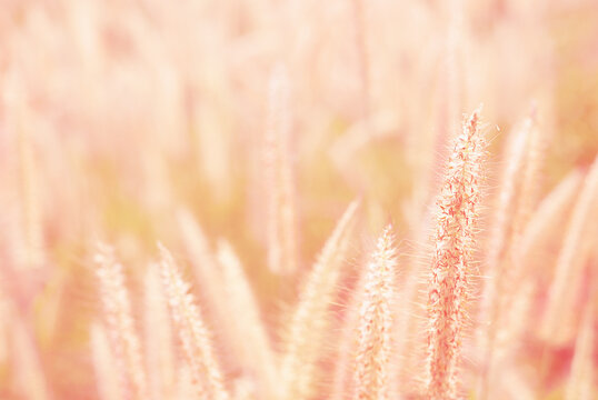 Sweet and warm early morning  light on grass flower in fresh air of autumn time. A cool earth toned image for a warm welcome of summer and fall. Calm and peaceful environmental earth concept.