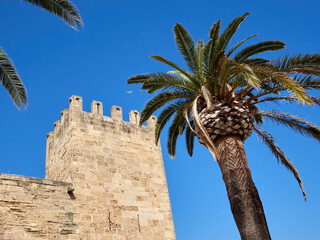 Tower of Porta del Moll gate with a high palm tree in Alcudia. Majorca, Balearic Islands, Spain, Europe
