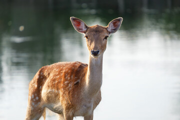 European fallow deer doe by the water, Dama dama