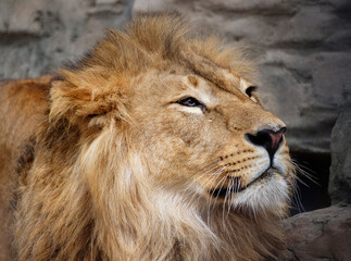 lion, Panthera leo close up