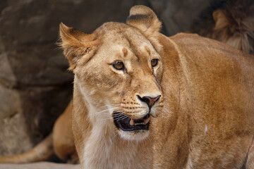 lioness in a pride, Panthera leo