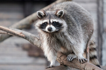 raccoon in a zoo, Procyon lotor