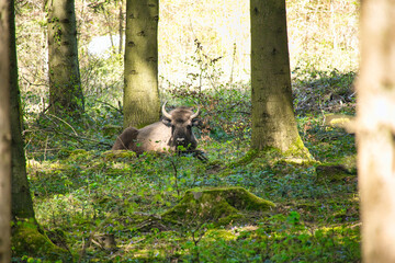 European bison in a forest