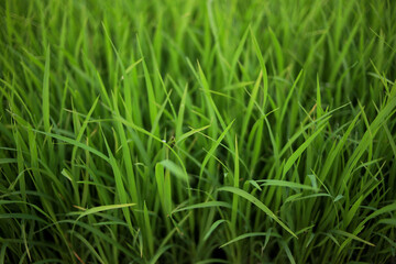 Fototapeta na wymiar The beautiful rice field in Indonesia, southeast Asia.