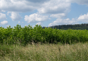 Landscape in the german area called Nitzelbachtal