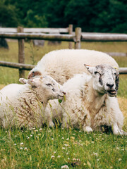 Fototapeta premium sheep and lamb