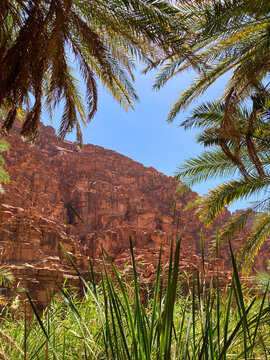Palm trees on Wadi Disah from the outskirt of Saudi Arabia